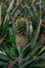 Obraz premium pineapple in the garden