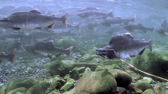 Watch as a vibrant school of salmon glides gracefully through the cool, clear waters.