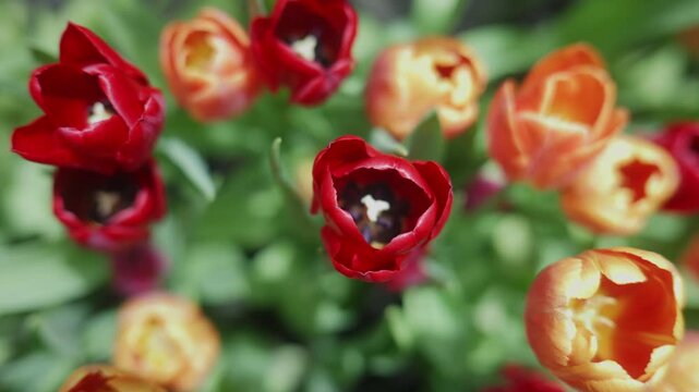 Handheld top-down shot zooming in on vibrant red and orange tulips blooming in spring