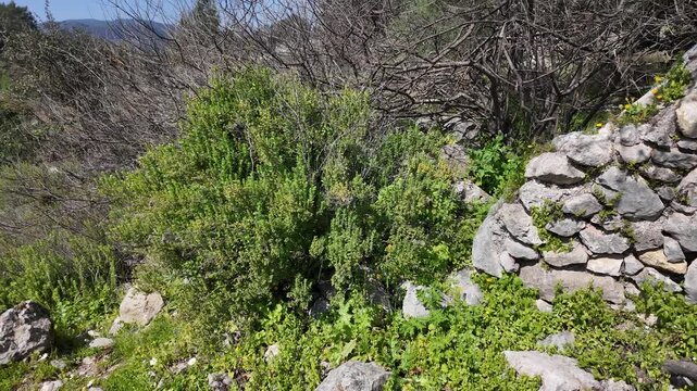 Wild Plant - Mountain Oregano - Large Bush - LS 4K  UHD
