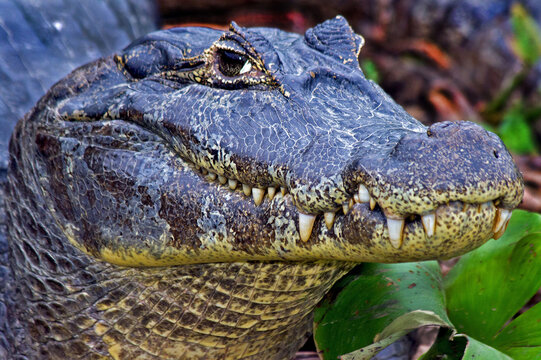 Animais. Repteis. Jacare-de-papo-amarelo ( Caiman latirostris). Pantanal.