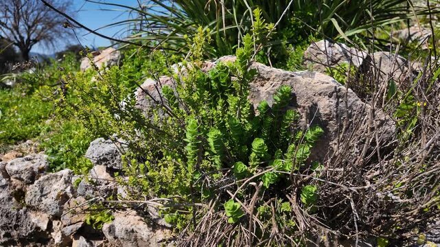 Wild Plant - Mountain Oregano - Small Shrub - MS 4K UHD