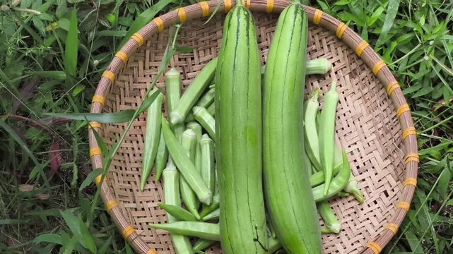 Fresh green sponge gourds hanging on vine and harvested okras in a basket
