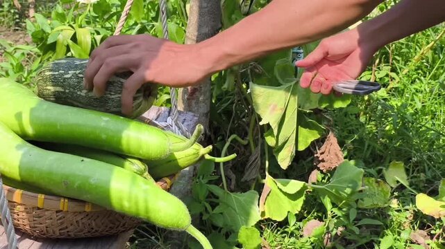Farmer harvesting fresh green striped pumpkin near organic bottle gourds in basket