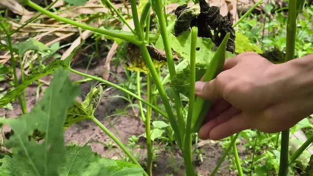 Close-up of farmer hands harvesting fresh green okras ladyfingers in an organic vegetable garden