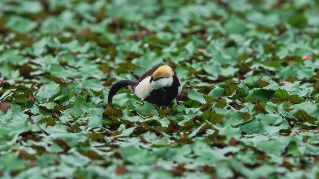 Pheasant tailed jacana preening close up on green leafs