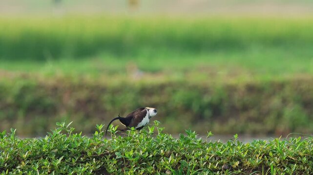 Pheasant tailed jacana cleaning the feathers