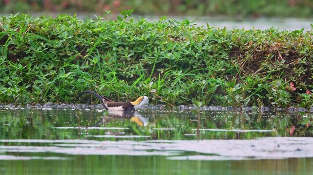 Pheasant tailed jacana in the water eating
