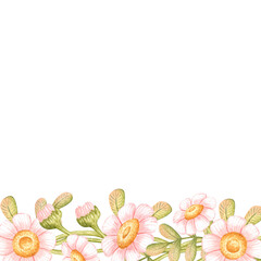 Obraz premium Pink daisies with green buds and leaves on bottom side of square frame, watercolor isolated from background. Empty center for text or photo. For gift tags, labels, cards and prints.