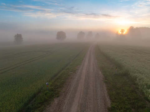 Foggy sunrise over winter wheat and rapeseed fields with rural gravel road in Sigulda Municipality, Latvia