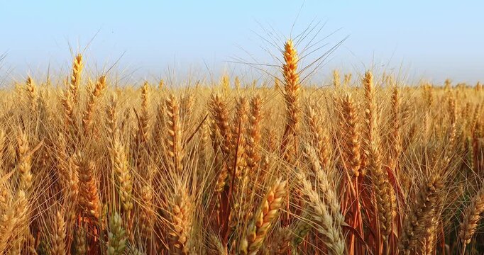 Ripe golden wheat ears in a field during harvest season