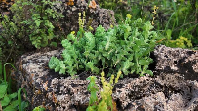 Wild Plant - Mountain Oregano - Cut Branches - CU 4K UHD