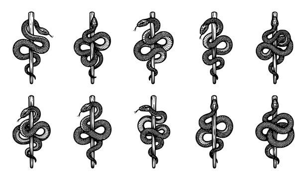 Hand Drawn Snake Coiled Around Wooden Staff Vintage Line Art Vector Collection