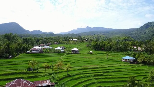 Stunning landscape of traditional Balinese rice fields from above