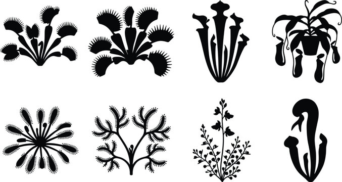 Carnivorous Plant Silhouette Icon Set with Venus Flytrap Pitcher Plant Sundew and Exotic Predatory Flora