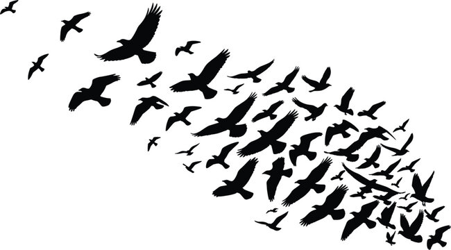 Flock of birds flying silhouette vector illustration shaped like a feather isolated on a white background