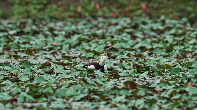 Pheasant tailed jacana washing and preening.