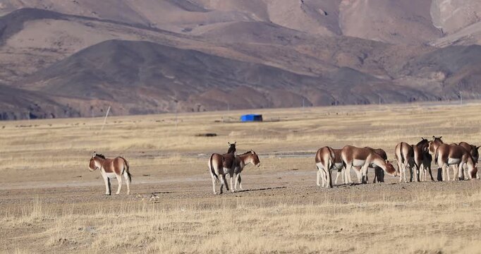 Large group of equus kiang on high altitude grassland