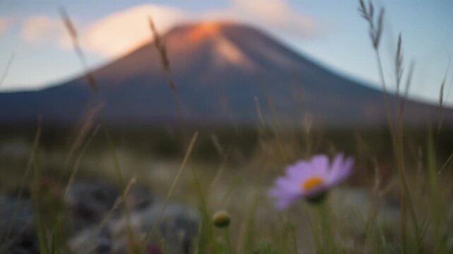 Scenic Purple Wildflower with Taal Volcano Background