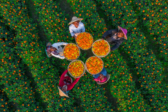 Bogura, Bangladesh - 28 December 2021: Aerial view of farmers in Sherpur holding baskets filled with vibrant orange marigold flowers while standing in a large blooming field.