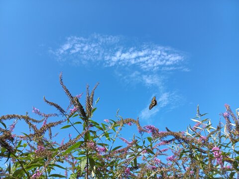 buddleia and butterfly