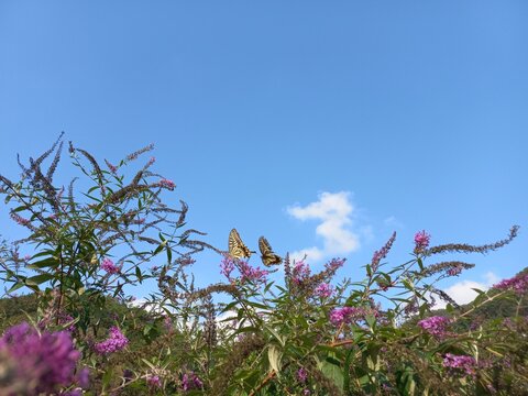 buddleia and butterfly