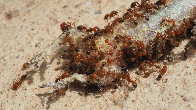 A colony of ants eating meat from a dead lizard, close-up shot.