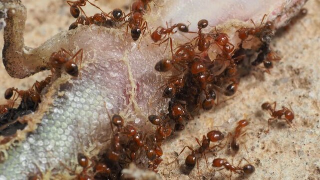 Extreme macro shot of red ants swarming and feeding on a dead lizard carcass.