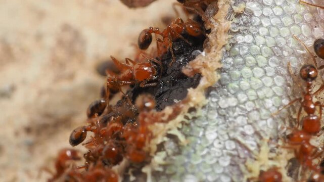 Extreme macro shot of red ants swarming and feeding on a dead lizard carcass.