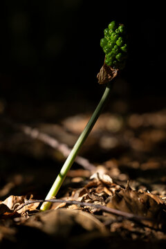 green unripe berries of cuckoopint or jack-in-the-pulpit (Arum maculatum)