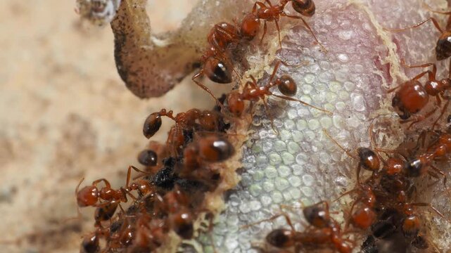 Extreme macro shot of red ants swarming and feeding on a dead lizard carcass.