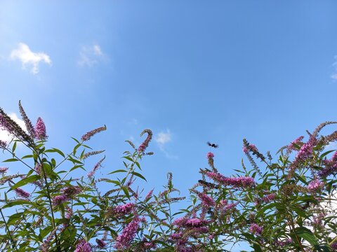 swallowtail and buddleia
