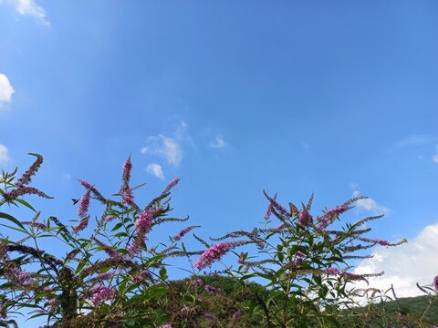 swallowtail and buddleia