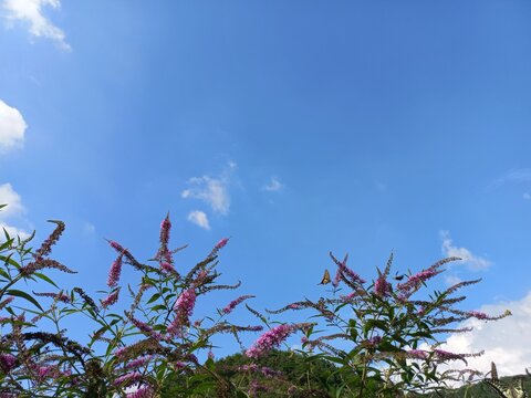 swallowtail and buddleia