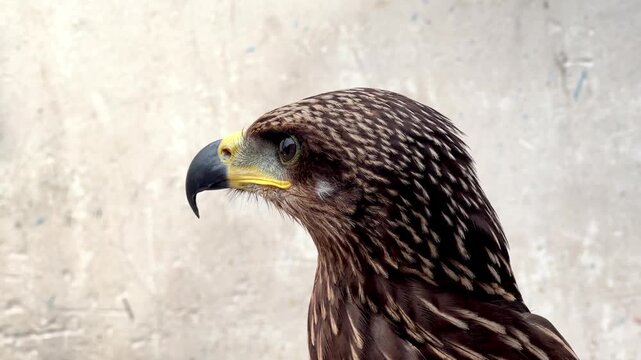 Close-up footage of a brown hawk with intense eyes, detailed feathers, and natural head movements. Perfect for wildlife documentaries and educational projects.