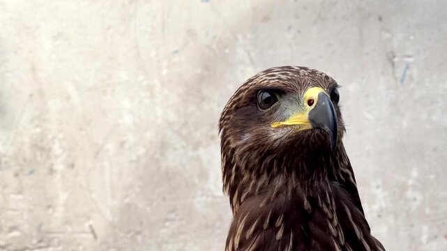 Close-up footage of a brown hawk with intense eyes, detailed feathers, and natural head movements. Perfect for wildlife documentaries and educational projects.