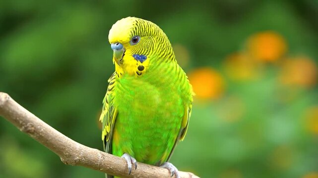A vibrant green budgerigar perches on a branch, showcasing its beautiful plumage and curious gaze in a natural outdoor setting.