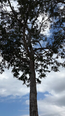 Fototapeta premium Tall tree silhouetted against a partly cloudy blue sky, showcasing its strong trunk and dense foliage reaching towards the heavens.