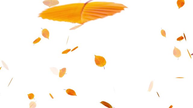 falling maple autumn leaves animation. perfect for fall season, Realistic 3D falling maple leaves animation with alpha channel,
Super slow motion of falling autumn maple leaves on black background.