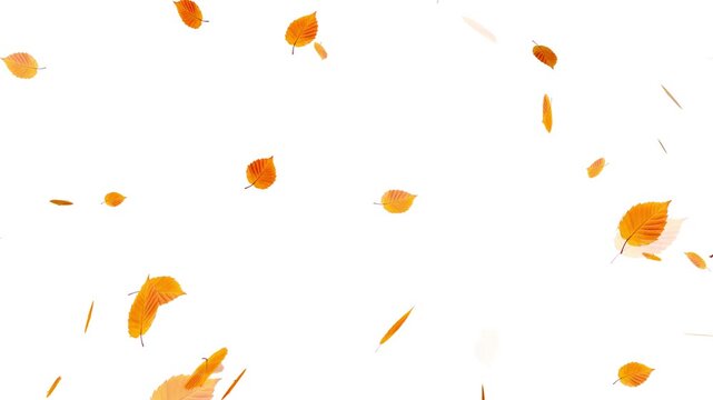 falling maple autumn leaves animation. perfect for fall season, Realistic 3D falling maple leaves animation with alpha channel,
Super slow motion of falling autumn maple leaves on black background.