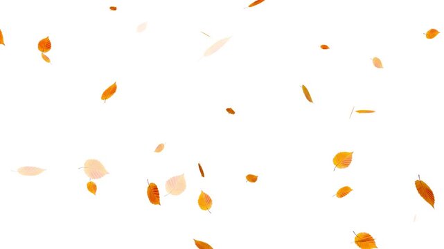 Falling autumn maple leaves realistic.3D rendering. Falling yellow leaves overlay on a black background,
Autumnal maple leaves rotation on white background.