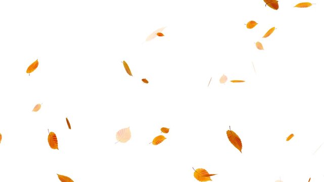 Falling autumn maple leaves realistic.3D rendering. Falling yellow leaves overlay on a black background,
Autumnal maple leaves rotation on white background.