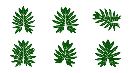 Tropical philodendron and monstera leaf silhouette icons. © togor