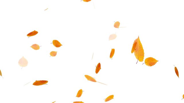 Falling autumn maple leaves realistic.3D rendering. Falling yellow leaves overlay on a black background,
Autumnal maple leaves rotation on white background.