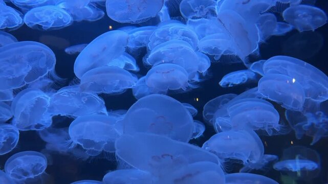 Group of moon jellyfish glowing blue in dark water, aquarium