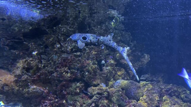 Epaulette shark resting on coral reef with tropical fish in aquarium