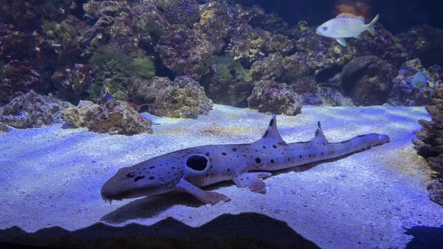 Epaulette shark resting on sandy bottom near coral reef in aquarium