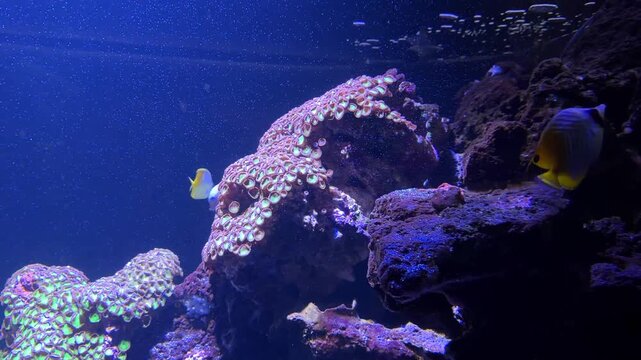 Butterflyfish swimming near coral reef in blue lit aquarium