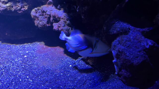 Triggerfish swimming near coral reef in blue lit aquarium