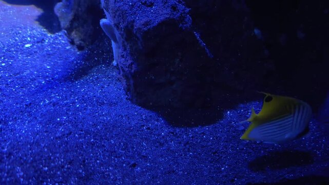 Threadfin butterflyfish swimming over sandy bottom in blue lit aquarium